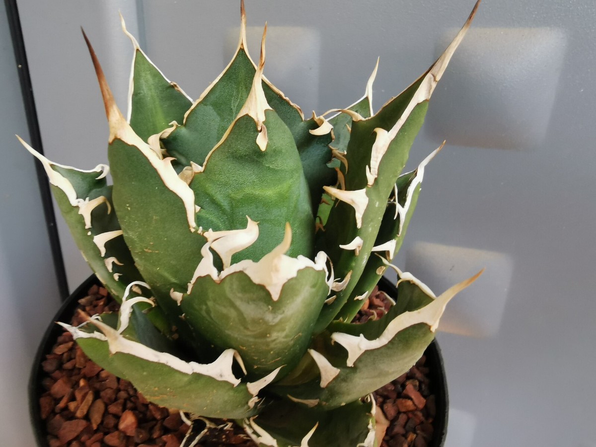 Agave Oaxaca, Agave Titanota, Agave Oteroi, special, Agave Oaxaca