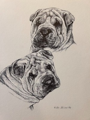 Shar Pei  Vintage Print By Jan Jellins 8 X 10