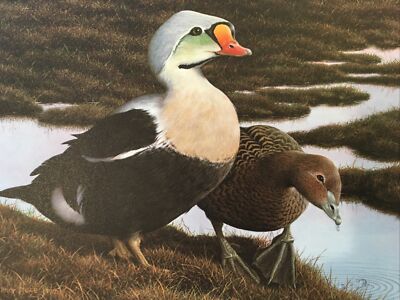 1991 Federal Duck Stamp Print, Nancy Howe, S/N, King Eiders