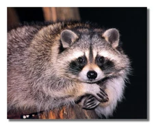 Raccoon Sitting with Arms Crossed Close Up Photo Wall Picture 8x10 Art Print