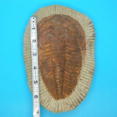 6'' Trilobite Needs Repair Broken Head Likely Morocco Origin