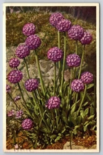 Postcard Himalayan Primrose Primula Denticulata Flowers Posted 1945