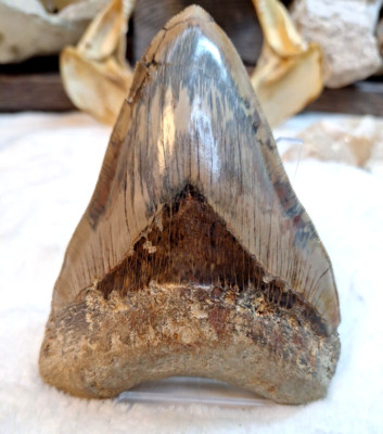 XXL Megalodon zahn echt 14cm Top