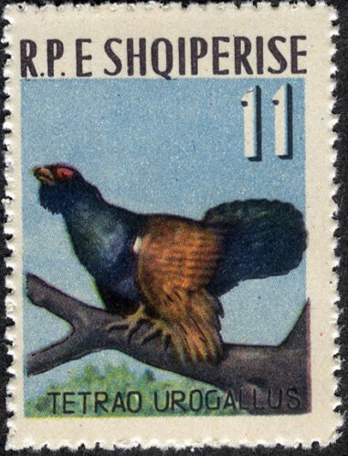 Albanien 1963 Vögel Capercaillie postfrisch (SC# 675) - Bild 1 von 1