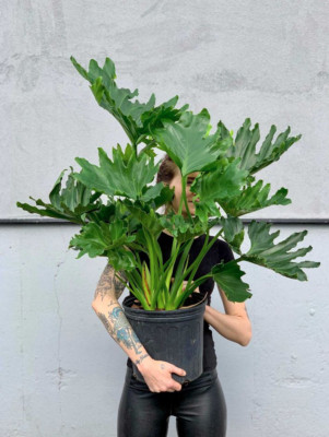 Philodendron Selloum Hope - Horsehead Lacy Tree - Bipinnatifidum  3ft LIVE PLANT