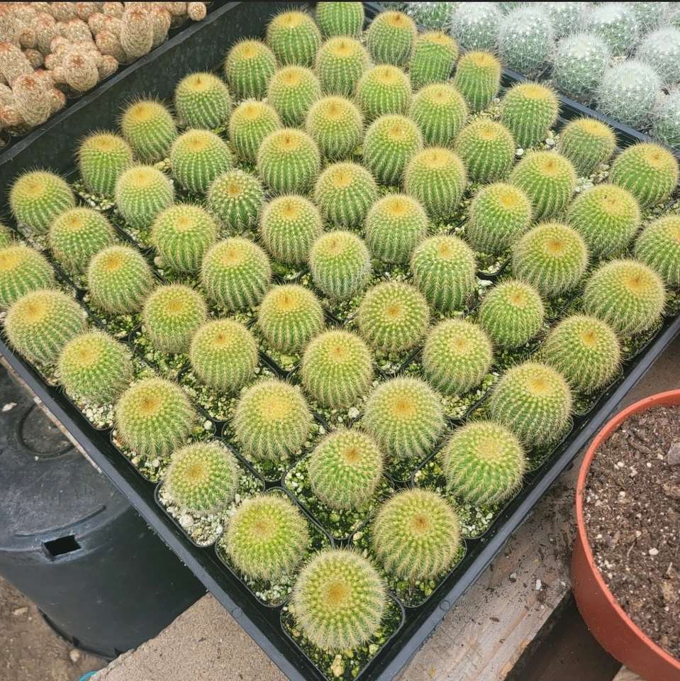 Bola de Oro Cactus 2 In | Parodia leninghausii Torre Amarilla Cactus Bola de Oro  Foto 4 de 4