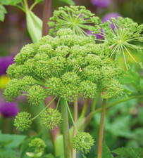 25 Angelica Archangelica Seeds