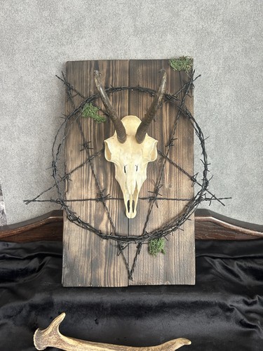 Gams Schädel Gothic Wanddeko Pentagramm Schwarz Stacheldraht Kuriosität Unikat - Bild 1 von 6