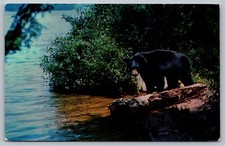 Postcard Yearling Cub Black Bear Eastern United States Along River Bed Hunting