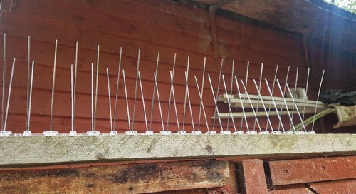 Taubenabwehr 5-35 Meter EDELSTAHL Spikes Vogelabwehr Taubenspikes Vogelschreck - Bild 5 von 23
