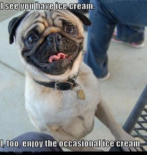 Funny Pug   magnet 3 1/2 X  3  1/2  "