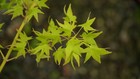 Acer palmatum 'Mitsuba yatsubusa' Dwarf Japanese Maple 1 gallon XL — photo 4