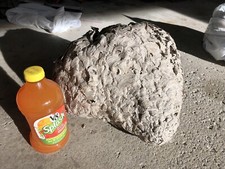 Huge Aerial Yellow Jacket Hornet Nest Bee Hiv...