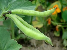 Broad Bean Aquadulce – 60 Seeds – Reliable Early Cropper – JustSeed