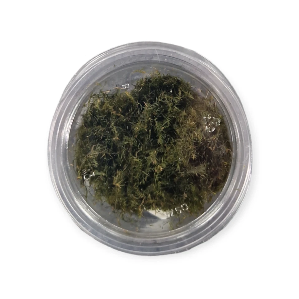 Fissidens fontanus "Phoenix'' - Moos Aquarium Pflanze Moose Garnelen - Bild 2 von 2