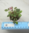 African Violet~Pip Squeek! Miniature Trailer! In bloom!~Starter — photo 2
