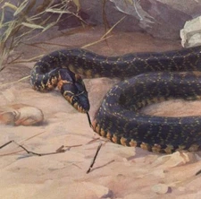 HORSESHOE SNAKE -Snake Reptile Chromolithograph Antique Print 1900 w Video