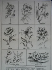 * TRI CHEM 2870 ND FLOWERS WATER LILY PB Liquid embroidery Picture to paint