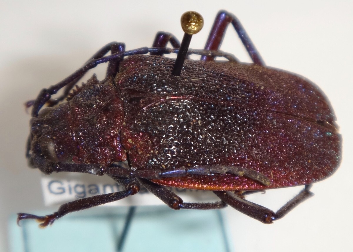 RARE Prioninae Pyrodes species Colombia #15 Hileolaspis Longhorn