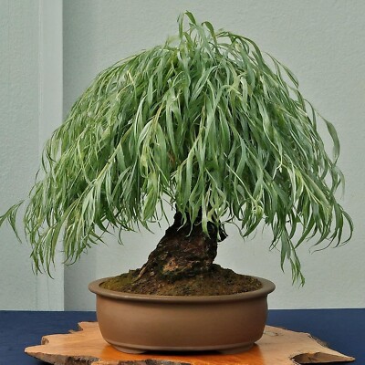 Long Leaf Weeping Willow Bonsai Tree Cutting to Grow | eBay