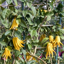 Citrus Tree Buddha's Hand Exotic Finger Fruit Fragrant Patio Plant Pot, 4L Pot