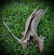 Driftwood Cedar Unique Natural Adirondack Mountain Real Cedar Driftwood