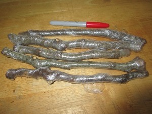 Fig-tree-cuttings-LSU-Strawberry-5-cuttings