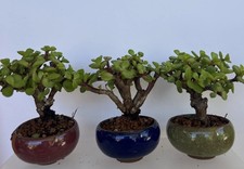 Set of 3 Portulacaria Afra Elephant Bush Mame Mini Bonsai Plant