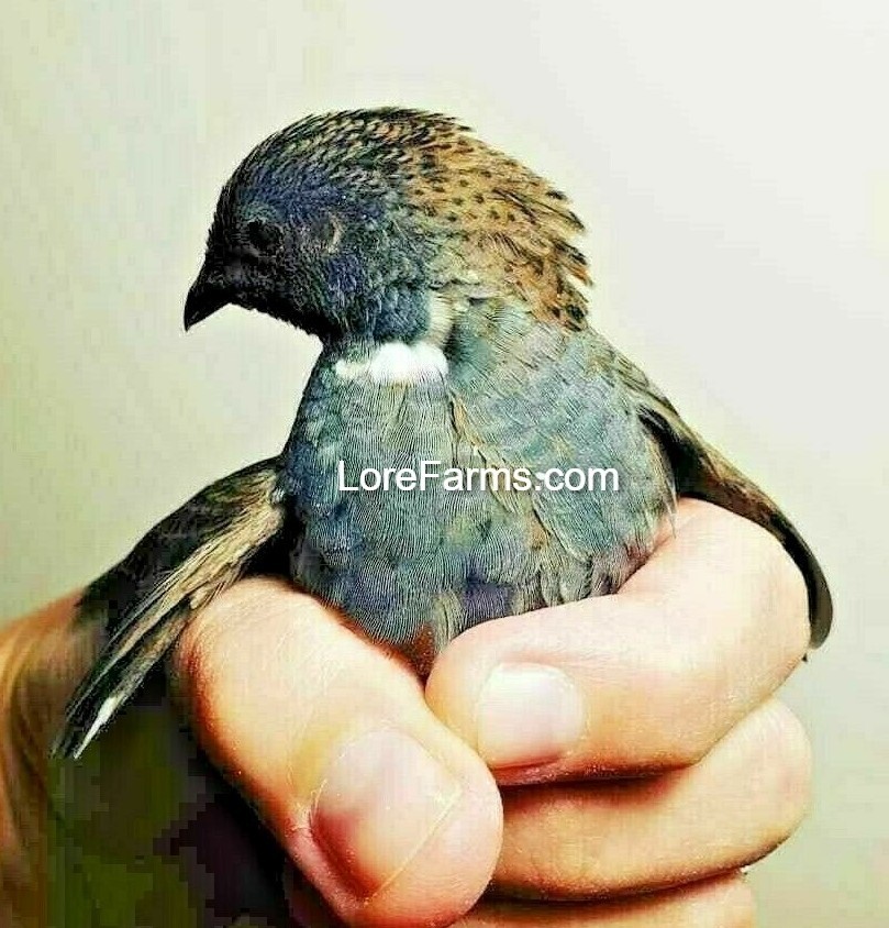 12 (+6 extra) 💙 Button Quail Hatching Eggs Chinese Painted Quail Rare