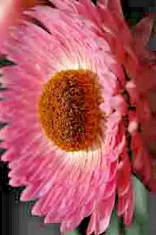 STRAWFLOWER 50+ SEEDS 🌼 HEIRLOOM EVERLASTING • CUT/DRIED BLOOMS • FREE SHIPPING - Image 4 of 4