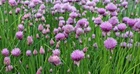Common Chives Seeds, NON-GMO, Variety Sizes Sold, FREE SHIPPING