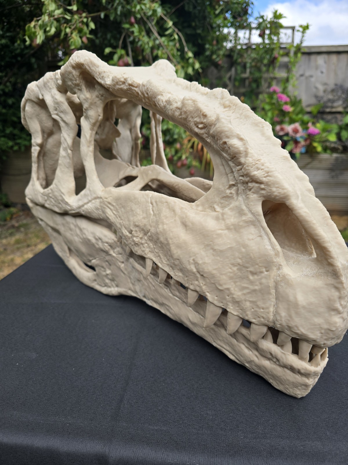 Giganotosaurus Dinosaur Skull  Large Replica, Fossil, Collectables