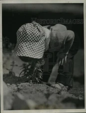 1936 Press Photo Cecile Dionne tends to her garden - nera11888