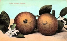 Palatka FL Florida Naval Oranges Grove Farm Orchard c1912 Vtg Postcard F22