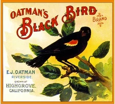 Highgrove Black Bird Crow Orange Citrus Fruit Crate Label Art Print