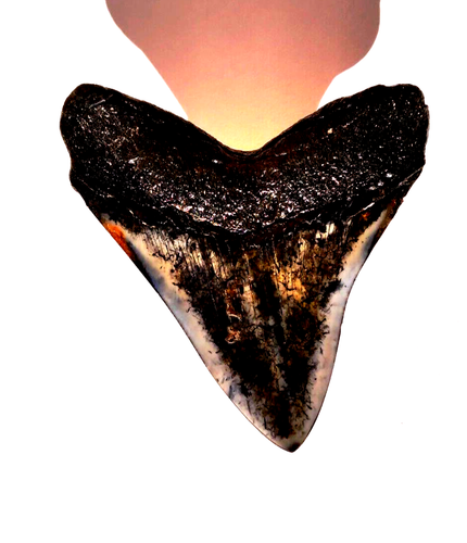 4 INCH MEGALODON SHARK TOOTH WICKEDLY DARK AND SMOOTH IN COLOUR - Picture 3 of 11