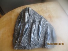 schöne große belemniten platte 30 x 27 cm marokko poliert versteinerte fossilien