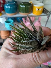 Zebra Haworthia fasciata cactus Cacti Succulent real live rooted plant Halloween