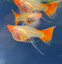 tampabayguppies