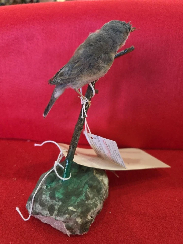 Taxidermia de montaje de pájaro curruca subalpina elevada cautiva BJ209 Foto 3 de 4