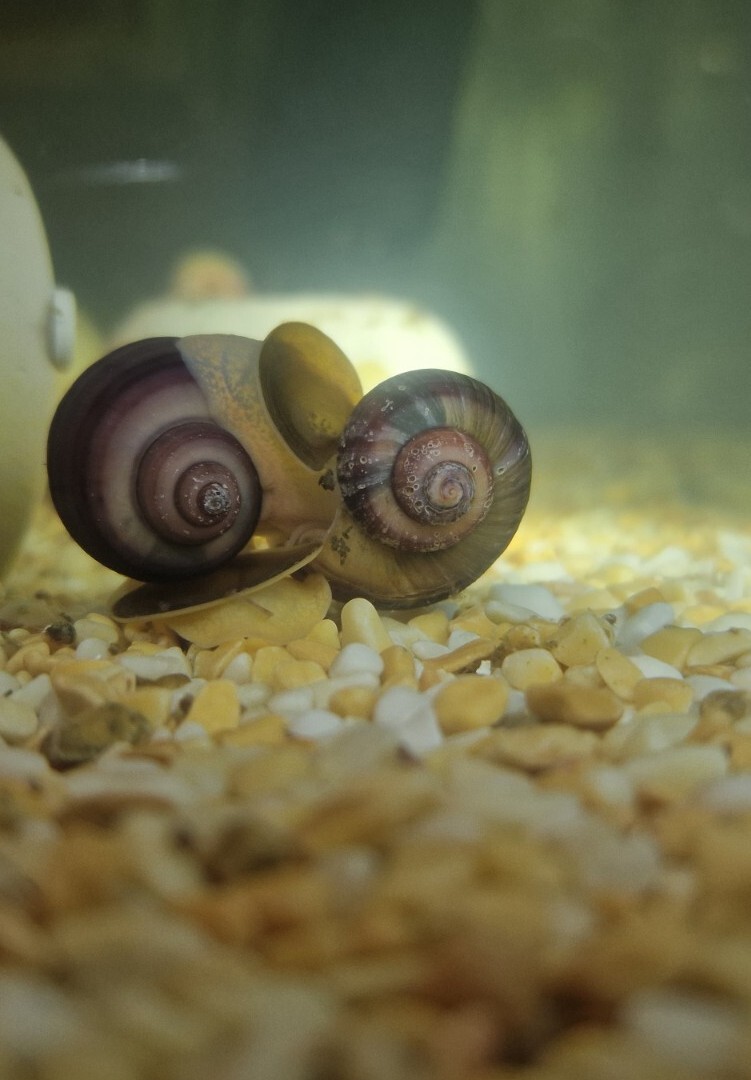 Magenta Mystery Snail Egg Clutch 💜 (Magenta/Purple/Ivory parents) **PRE