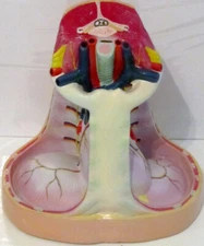 Throat Section Anatomical Model Trachea Larynx Mediastinum Neck Blood Vessels