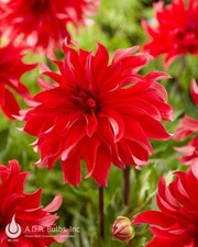 1 "Red Labyrinth" Decorative Dahlia - Top Size Bulb #1 - US Seller