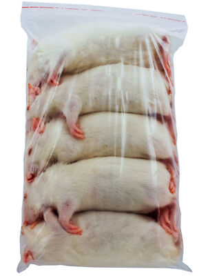Ratte gross ca 96-150g - 10 Stück - Frostfutter für Reptilien, Katzen ect.