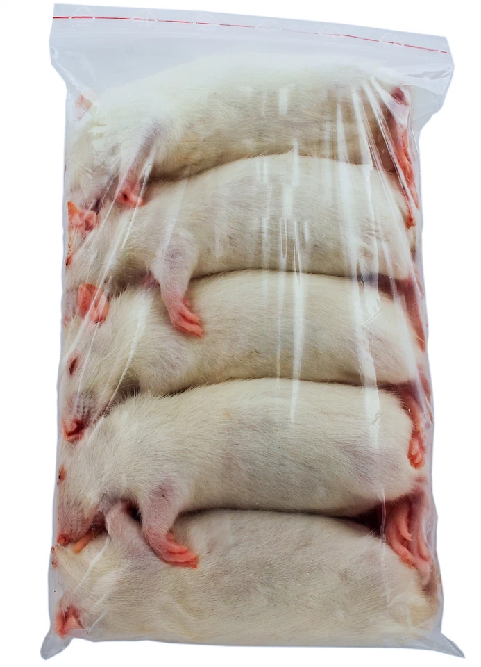 Ratte gross ca 96-150g - 10 Stück - Frostfutter für Reptilien, Katzen ect.