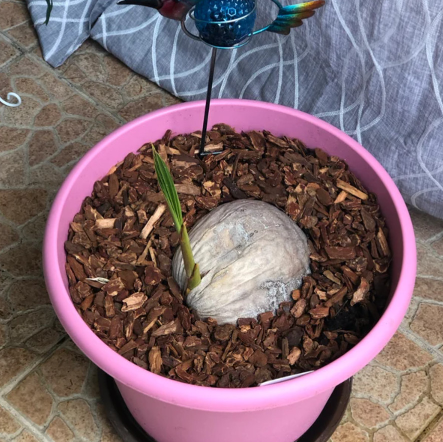 Sprouted Yellow Malayan Coconut – Live Plant 6–8" Tall – Healthy & Well-Rooted