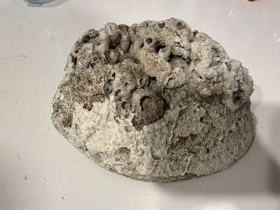 CLAM SHELL - Rare Large Sized with Ridges & Fossilized Coral Patches - 7  Long