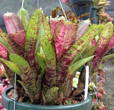 BUY 4 SAVE 20% BROMELIAD Neoregelia DOO-WOP Offset - Vinzant Miniature