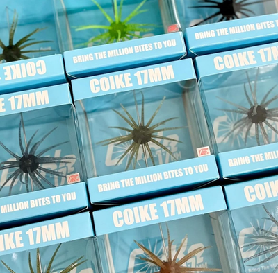HIDEUP COIKE 17mm Non Soft Type Please Choose Color Creature Bait