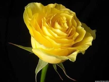 Bright Yellow #22 Rose Rose Bush 50 or 100 Seeds~Rare-Free Shipping-USA Seller